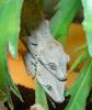 11689BabyGargoyles.jpg