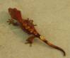 17177baby_rusted_harlequin2.jpg