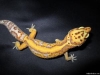 Bold_Stripe_Bell_Albino_100_het_Radar_het_Eclipse_Male.jpg