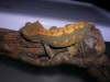 DSCN2542.JPG
