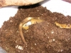 DSCN3625.JPG