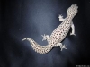 Giant_Mack_Super_Snow_Tremper_Albino_Female.jpg