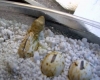 Hatching_2.jpg