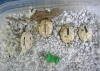 Hatchling_pin.jpg