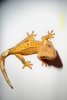 Red_and_Orange_Crested_Gecko_011.JPG