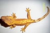 Red_and_Orange_Crested_Gecko_012.JPG