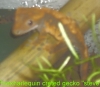 gecko_132_2_.jpg