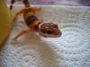 shtctb_neonate.jpg