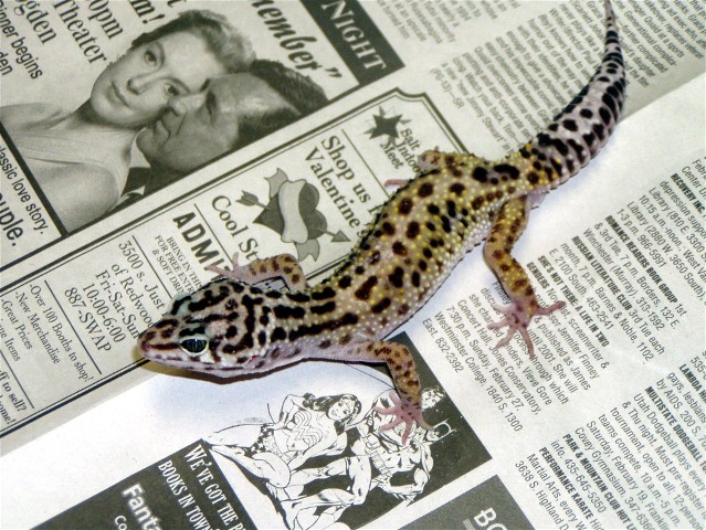 17177Jungle_male_1