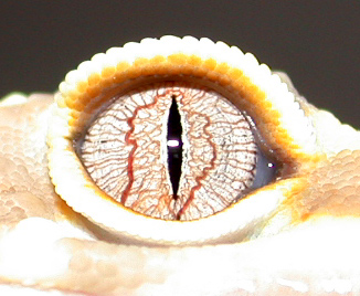 3795albinoeye