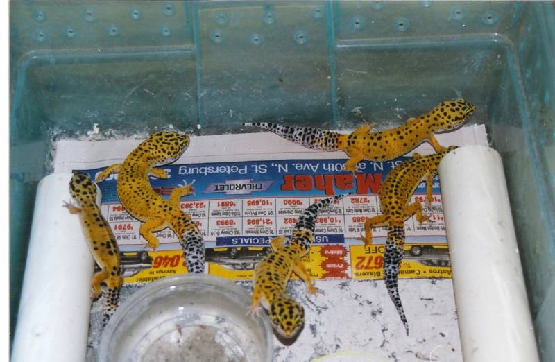 6942original_leo_breeders_in_setup