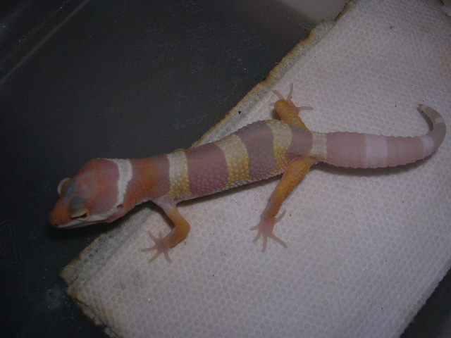 DSCN2648