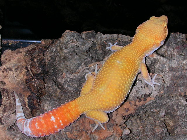 DSCN5785