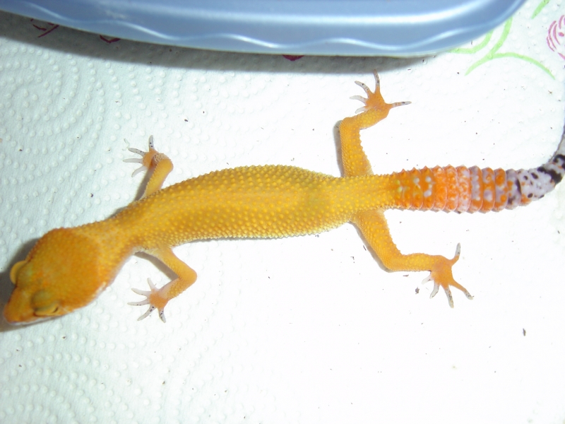 Gecko_shoot_11-06-05_040