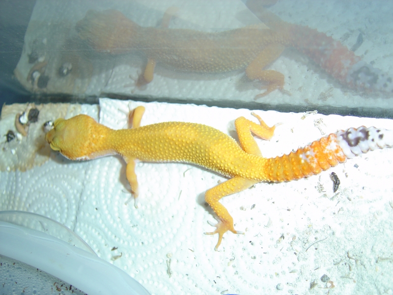 Gecko_shoot_11-06-05_044