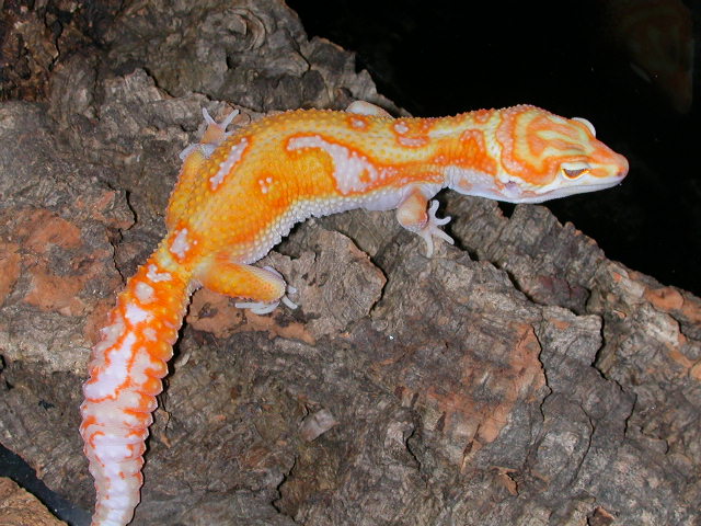 Het_Raptor_2