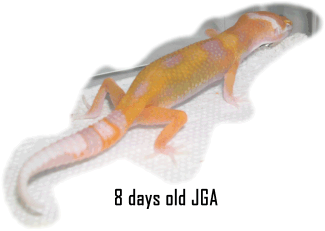 JGA