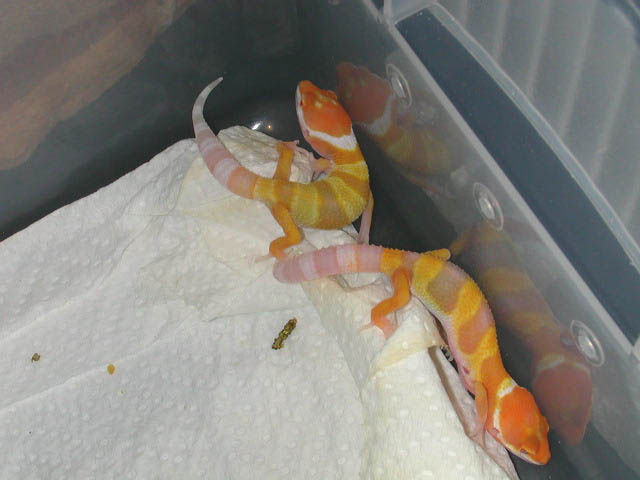 babybells