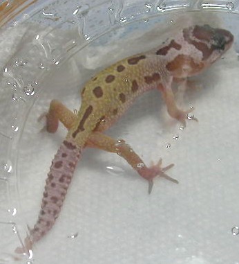 babygeck003.JPG