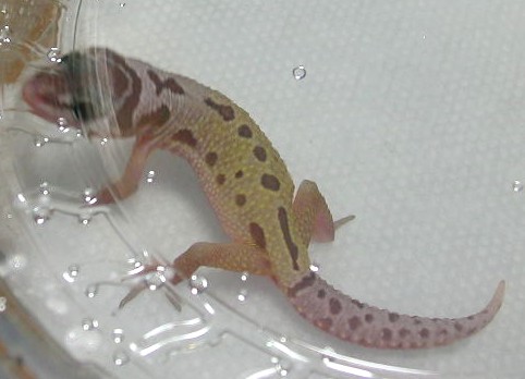 babygeck006.JPG