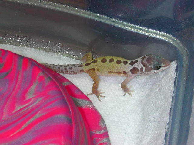 babygeck2004.JPG
