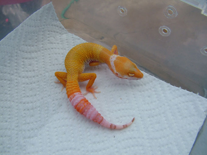 babyhybino
