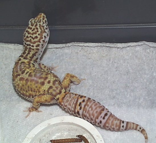 bell_female