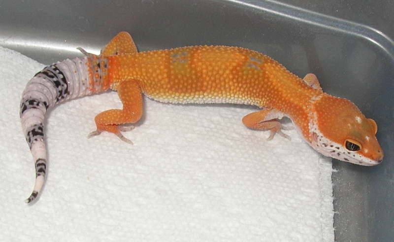 female05tang