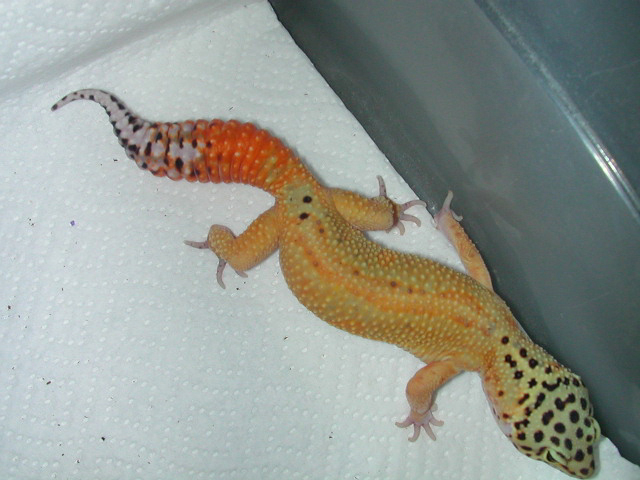 freddymrrs