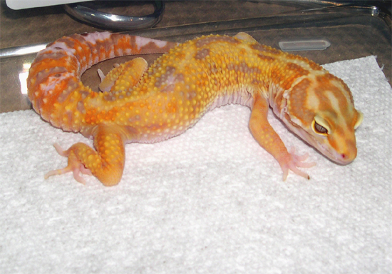 het-aptor-male