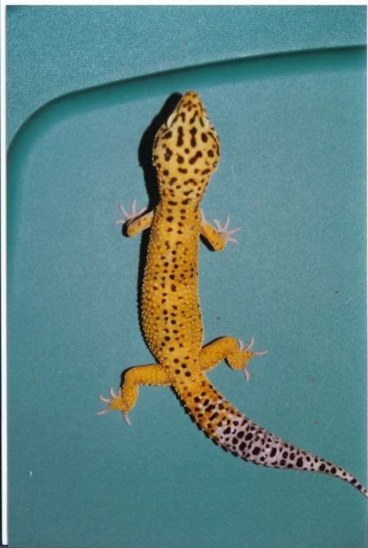 male_leo_1990