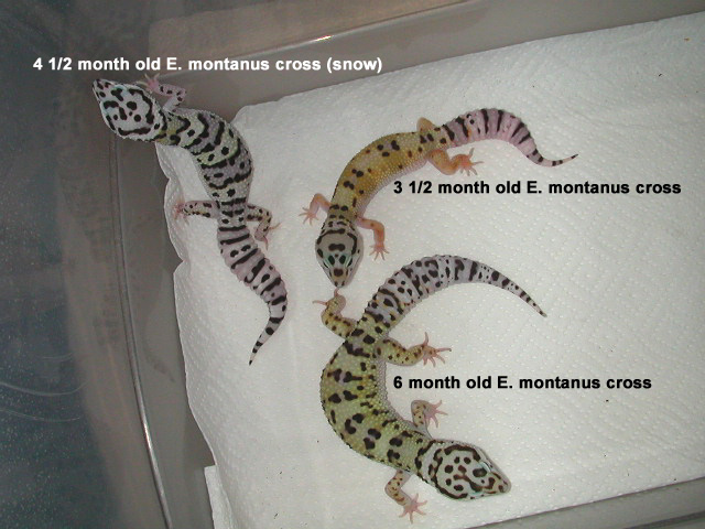 montanuscrosses