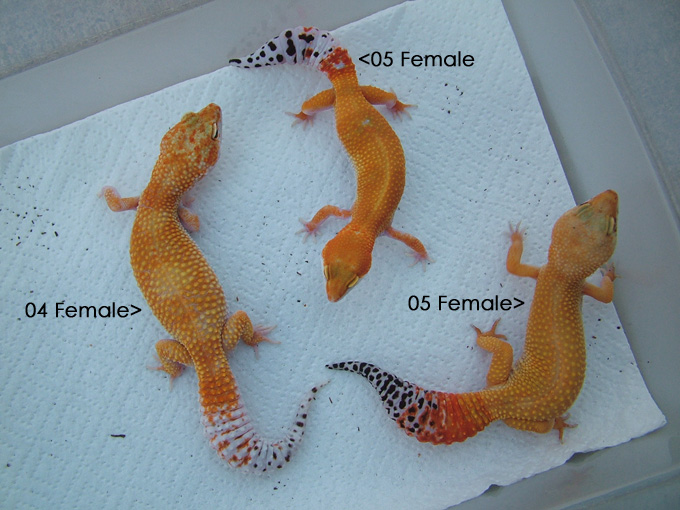 tangerineexamples