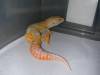 10459Jungle_Giants_176.jpg
