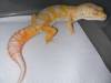 10459Jungle_Giants_178.jpg