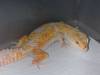 10459Jungle_Giants_192.jpg