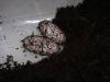 10551DSCN1362.JPG