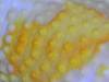 10551DSCN1577.JPG