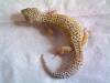 10608Bell4L.jpg