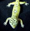 17177Adult_male_proven_jungle_pic_2.jpg