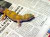 17177Breeder_speckled_female_pic2.jpg