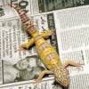 17177Circle_back_tremper_albino_male.jpg