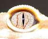 3795albinoeye.jpg