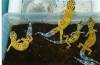6942original_leo_breeders_in_setup2.jpg