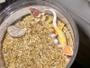 DSCN0009.JPG