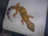 DSCN2672.JPG