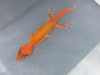 DSCN4592.JPG