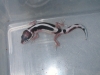 DSCN6067.JPG