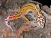 DSCN6239.JPG