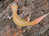 DSCN6242.JPG